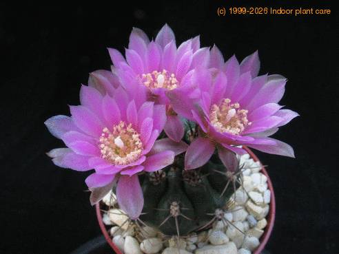 Gymnocalycium 9