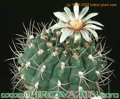 Gymnocalycium ambatoense 304