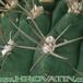 Gymnocalycium ambatoense thorn 306