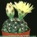 Gymnocalycium andreae v doppianum 93