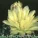 Gymnocalycium andreae v doppianum flower 94