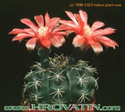 Gymnocalycium baldianum 151
