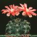 Gymnocalycium baldianum 151
