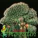 Gymnocalycium baldianum cristata 482