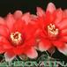 Gymnocalycium baldianum flower 152