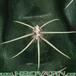 Gymnocalycium baldianum thorn 154