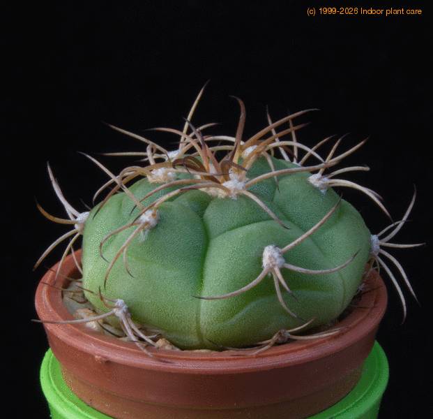 Gymnocalycium chiquitanum v. nigrispinum - care