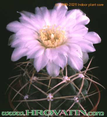 Gymnocalycium chiquitanum v nigrispinum 171