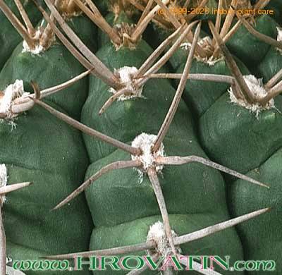 Gymnocalycium euripleurum thorn 303