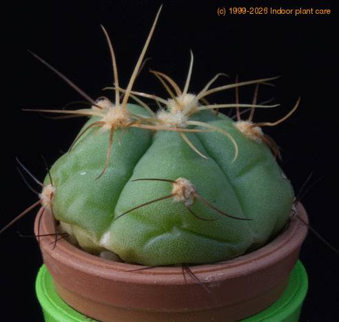 Gymnocalycium horstii MOP