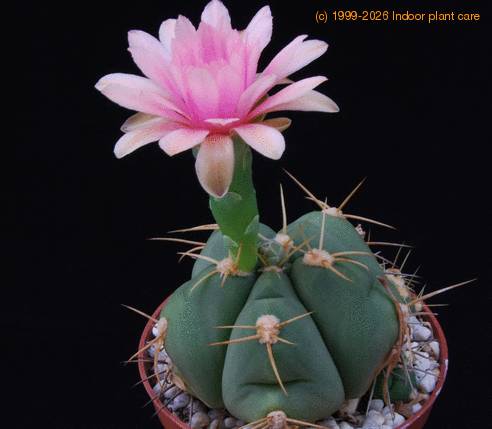 Gymnocalycium horstii PP20107