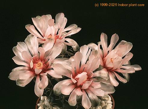 Gymnocalycium hossei-722