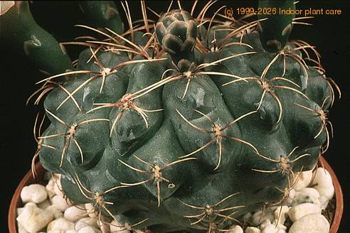 Gymnocalycium hossei-724