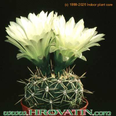 Gymnocalycium hyptiacanthum v citriflorum 218