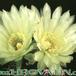 Gymnocalycium hyptiacanthum v citriflorum flower 219