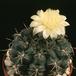 Gymnocalycium leeanum-587