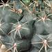 Gymnocalycium leeanum-588