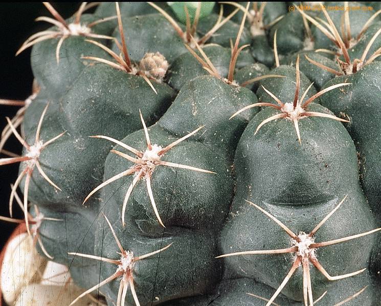 Gymnocalycium leeanum - Echinocactus leeanus care