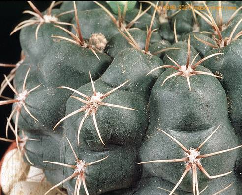 Gymnocalycium leeanum-588