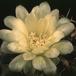 Gymnocalycium leeanum-589