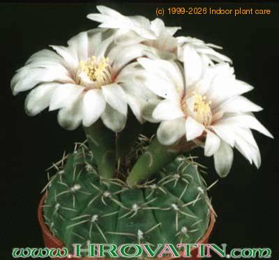 Gymnocalycium quehlianum 157