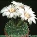 Gymnocalycium quehlianum 157