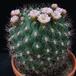 Gymnocalycium saglionis tilcarense SIb