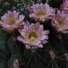 Gymnocalycium saglionis tilcarense SIf