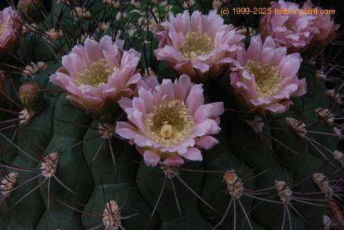 Gymnocalycium saglionis tilcarense SIf