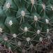 Gymnocalycium saglionis tilcarense SIt