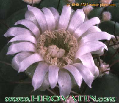 Gymnocalycium tilcarense flower 168