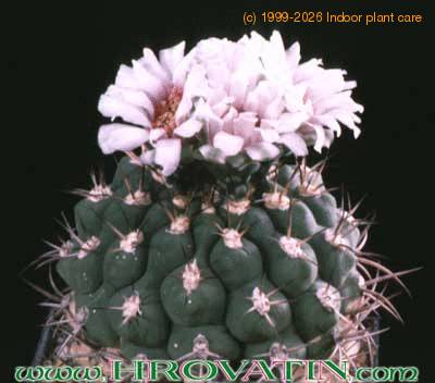 Gymnocalycium weissianum 166