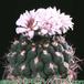 Gymnocalycium weissianum 166