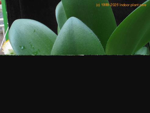Haemanthus albiflos 1