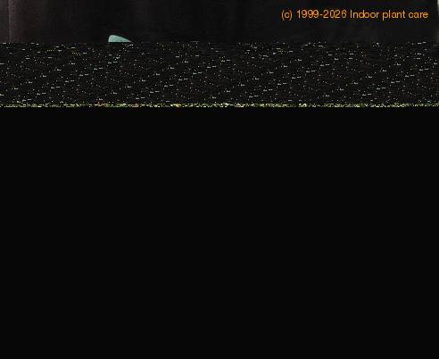 Haemanthus albiflos 2