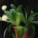 Haemanthus albiflos SIb
