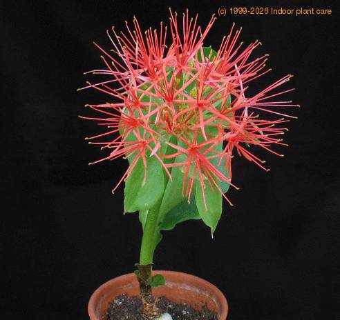 Haemanthus multiflorus SIb