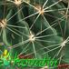Hamatocactus setispinus thorn 441
