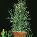 Hatiora salicornioides thorn 246