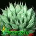 Haworthia cooperi 1143