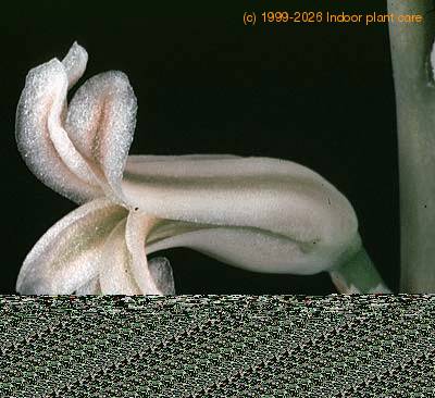 Haworthia cooperi flower 1144