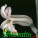Haworthia cooperi flower 1144