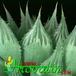 Haworthia cooperi leaf 1145