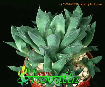 Haworthia cymbiformis 1141