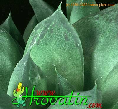 Haworthia cymbiformis leaf 1142