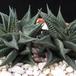 Haworthia limifolia major 1