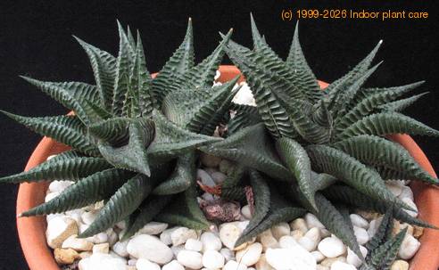 Haworthia limifolia major 1