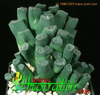 Haworthia maughanii 1135