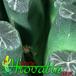 Haworthia maughanii leaf 1137