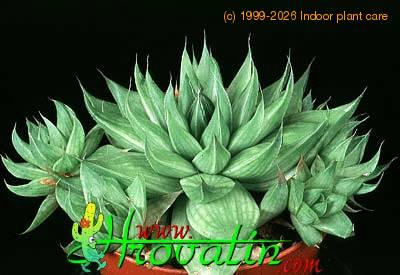 Haworthia retusa 1139